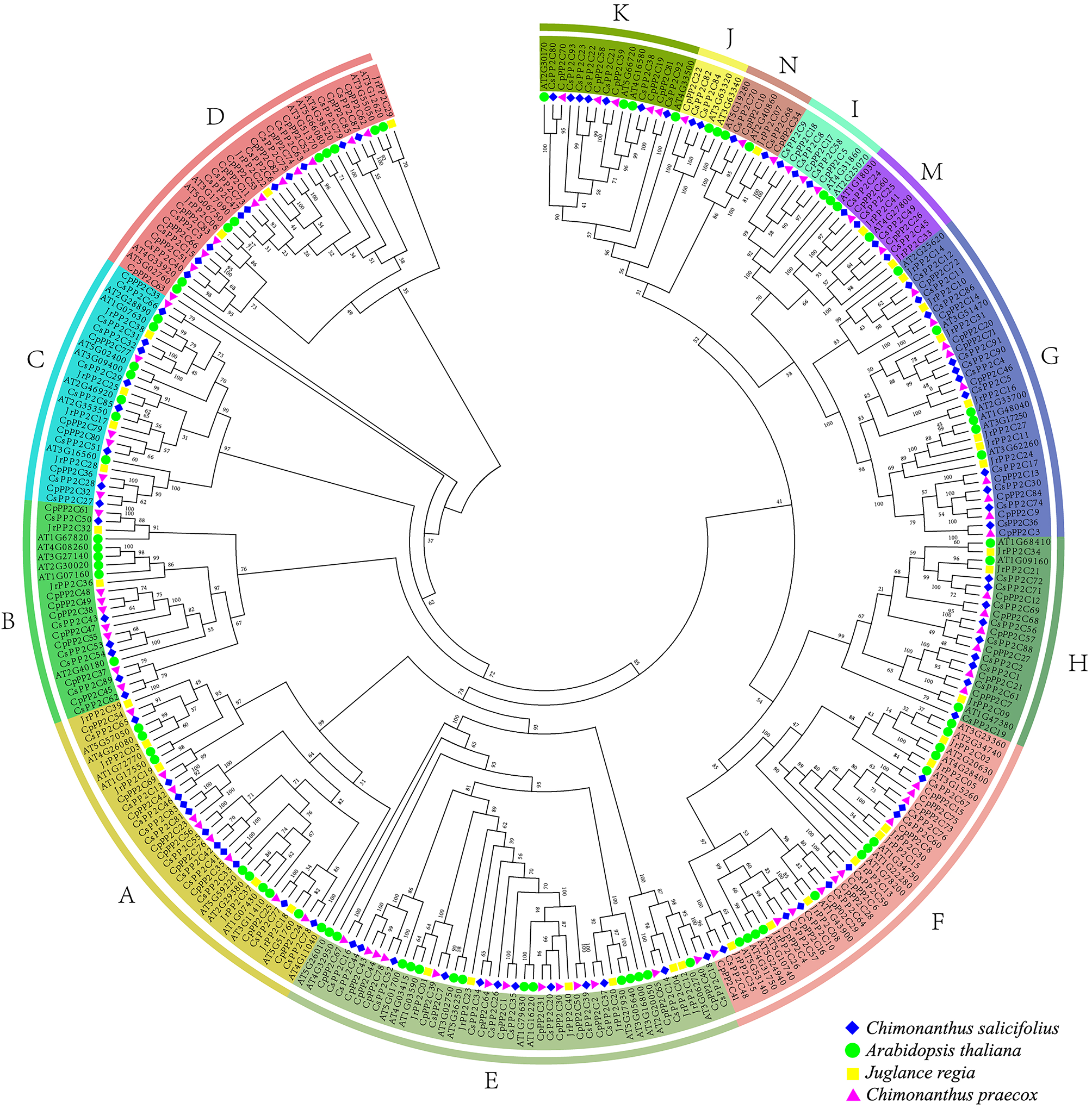 Genome-wide identification and expression analysis of PP2C gene families in two  species