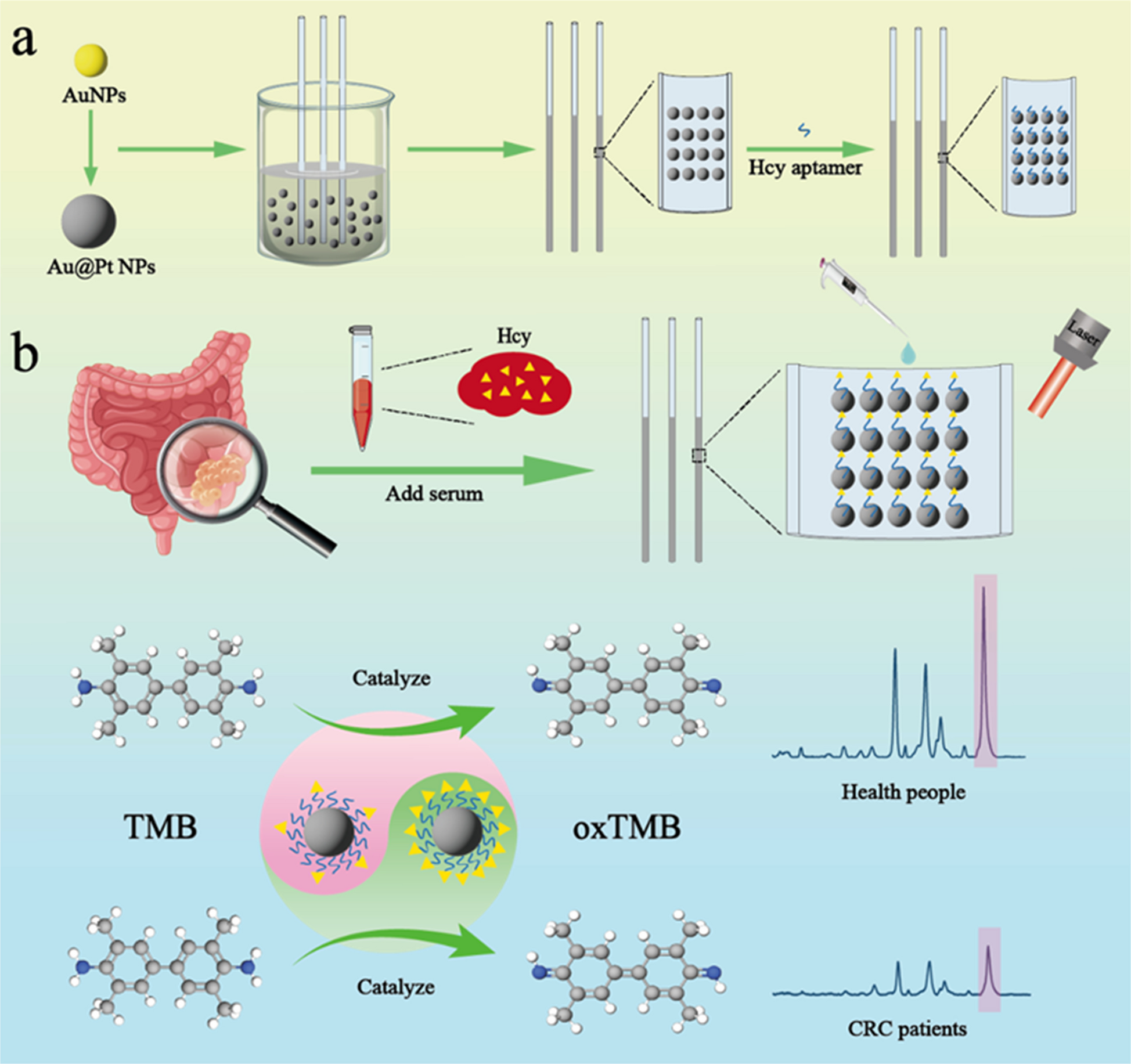 Nanozyme-SERS dual-function sensor based on capillaries for the detection of Hcy in the serum of CRC patients