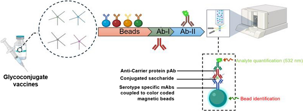 A multiplex method for high-throughput quantification of conjugated saccharide in glycoconjugate vaccines