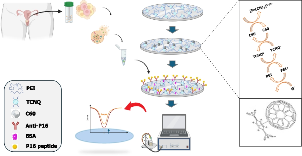 An electrochemical immunosensor for intraepithelial neoplasia in cervicovaginal lavage using a fullerene-TCNQ platform for p16 detection