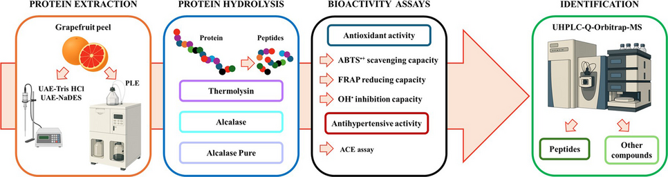 Development of sustainable approaches based on ultrasound-assisted extraction and pressurized liquid extraction to obtain proteins and bioactive peptides from grapefruit peels
