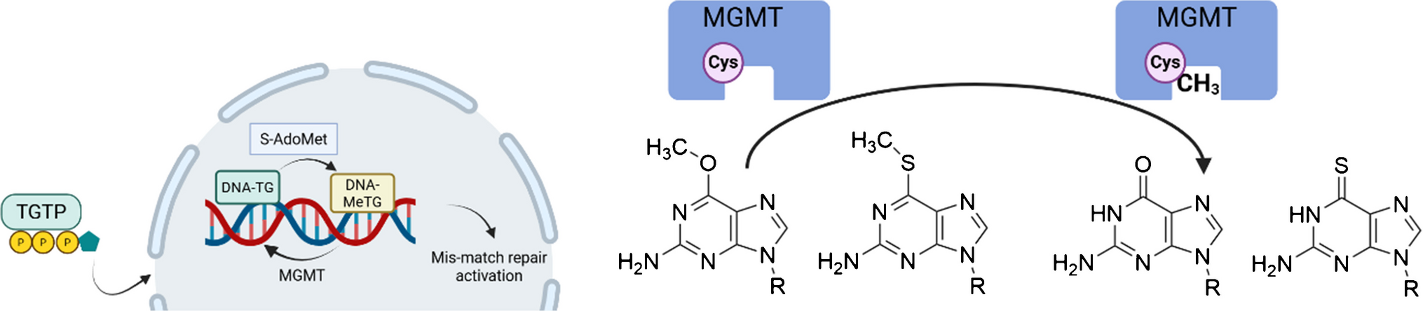 LC-MS/MS quantification of 6-methylthio-2′-deoxyguanosine and 6-thio-2′-deoxyguanosine in genomic DNA with enzymatically synthesized isotope-labelled internal standards