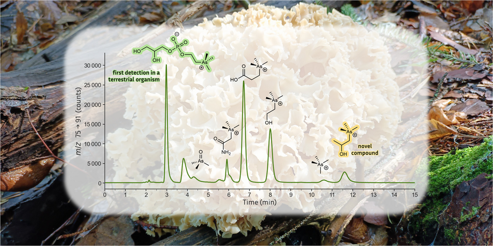 A unique arsenic profile with unusual arsenic compounds discovered in the edible mushroom