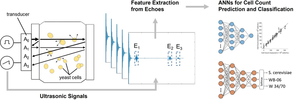 Noninvasive monitoring and prediction of cell count of  suspensions using ultrasonic measurements and artificial neural networks