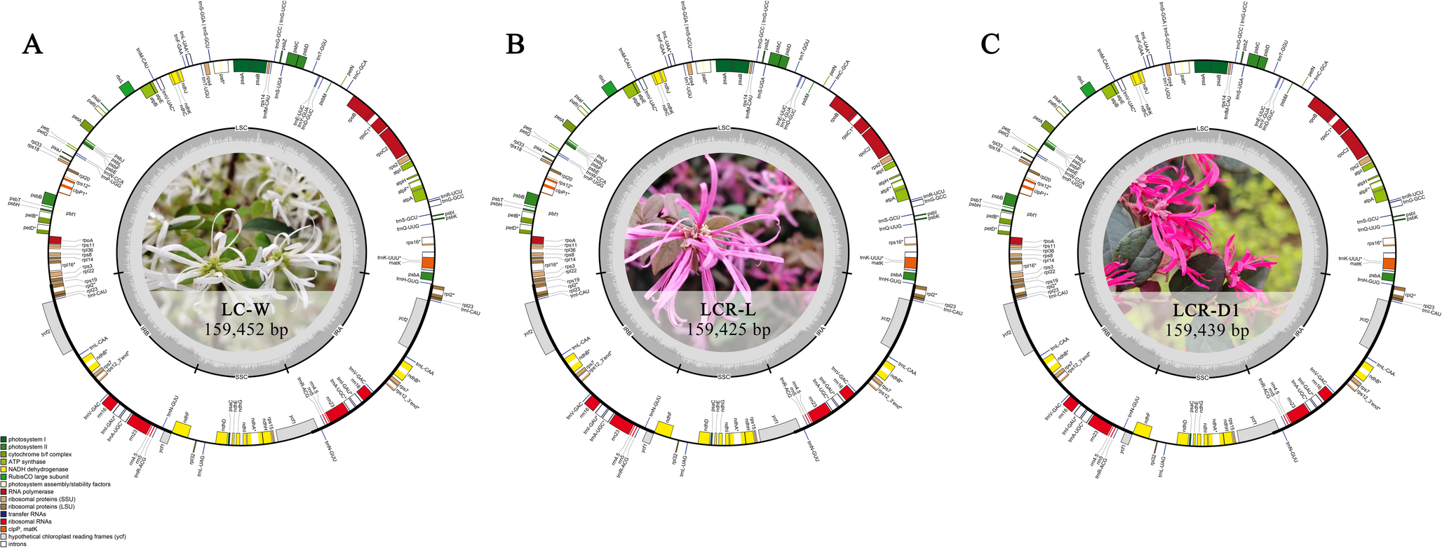 Comparative analysis of chloroplast genomes of  and its purplish-red-flowered variety