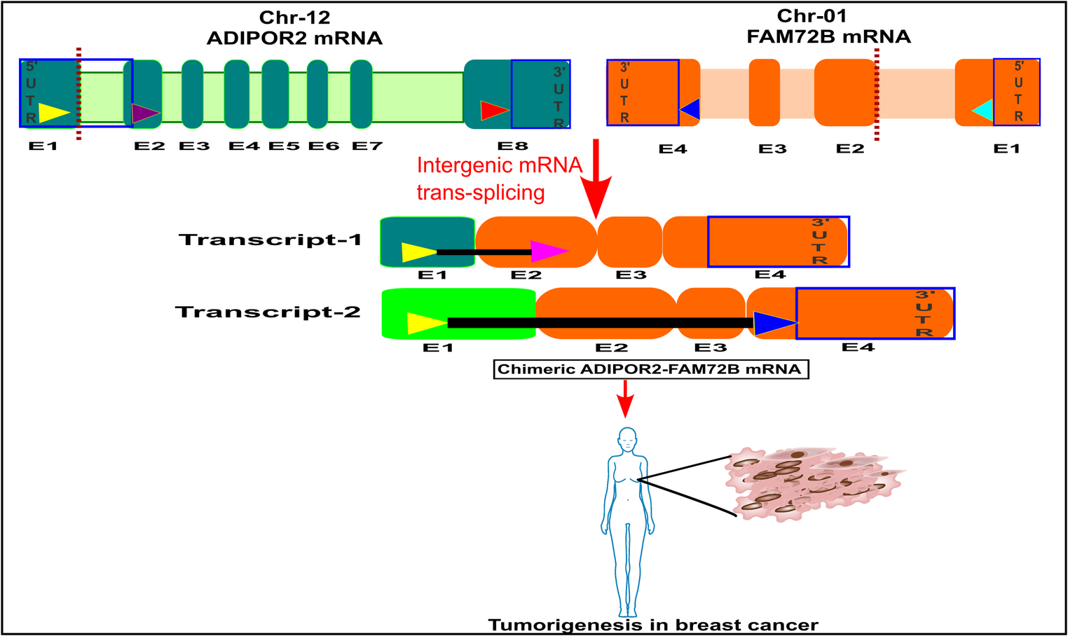The role of chimeric FAM72B transcripts generated by intergenic mRNA trans-splicing in breast cancer