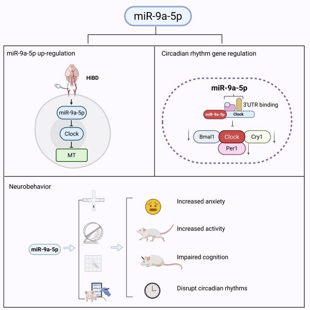 Exploring the potential of miR-9a-5p in circadian rhythm and cognitive recovery following brain injury in neonatal rats