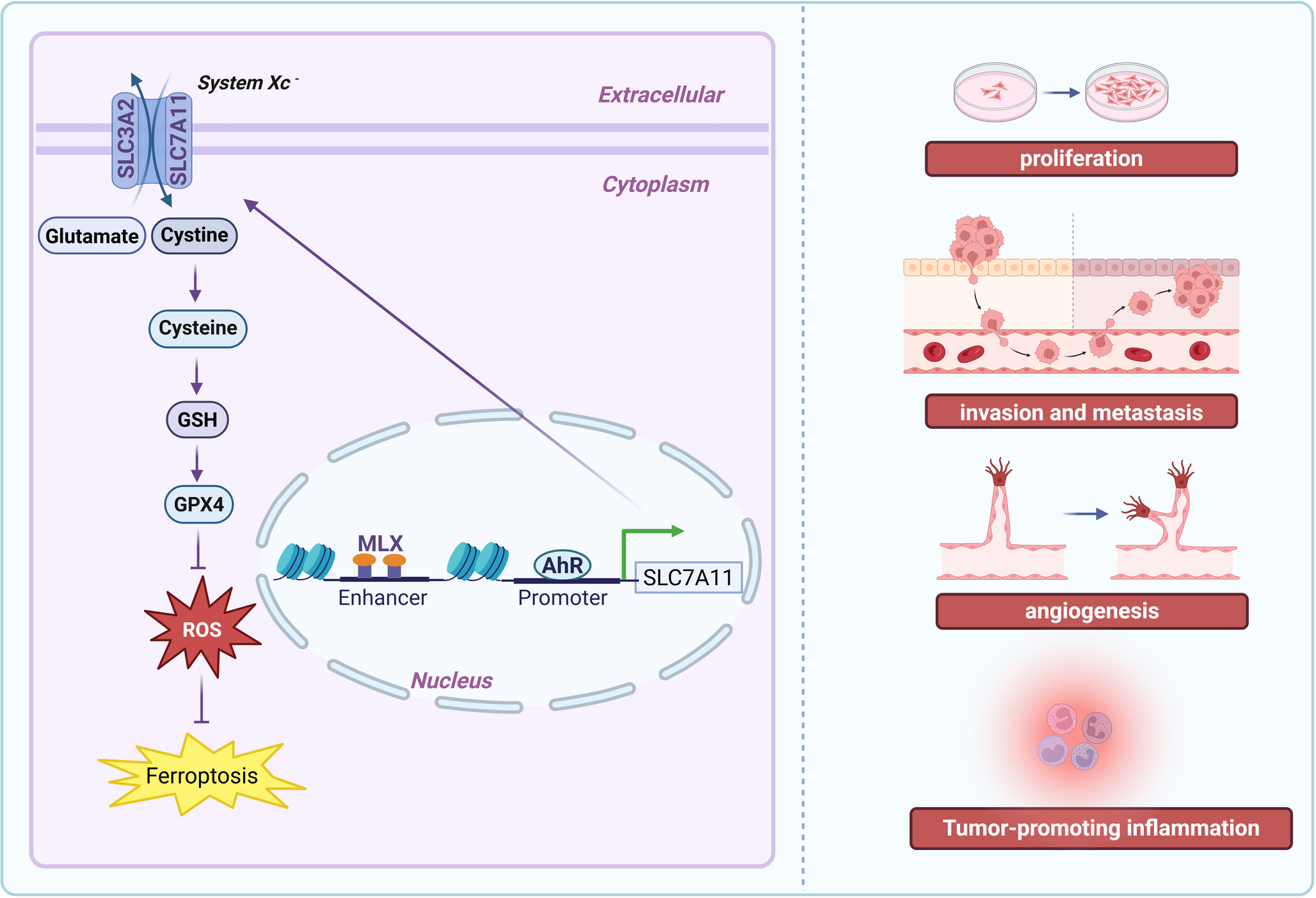 Non-coding RNAs-regulated SLC7A11 modulates ferroptosis: a new strategy for cancer therapy