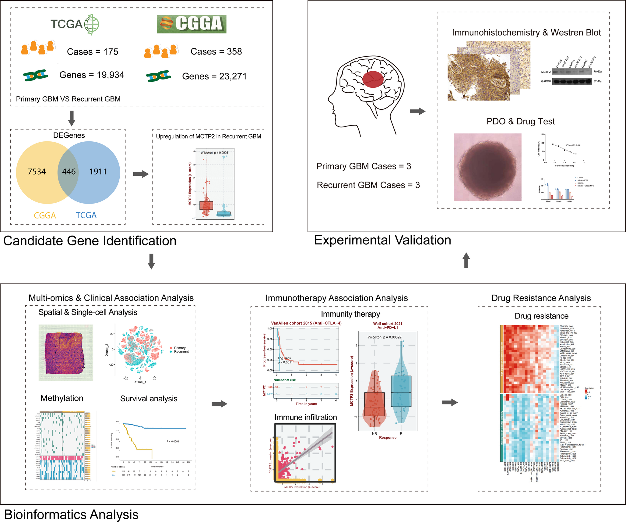 Investigating the impact of MCTP2 on immune suppression and drug resistance in glioblastoma