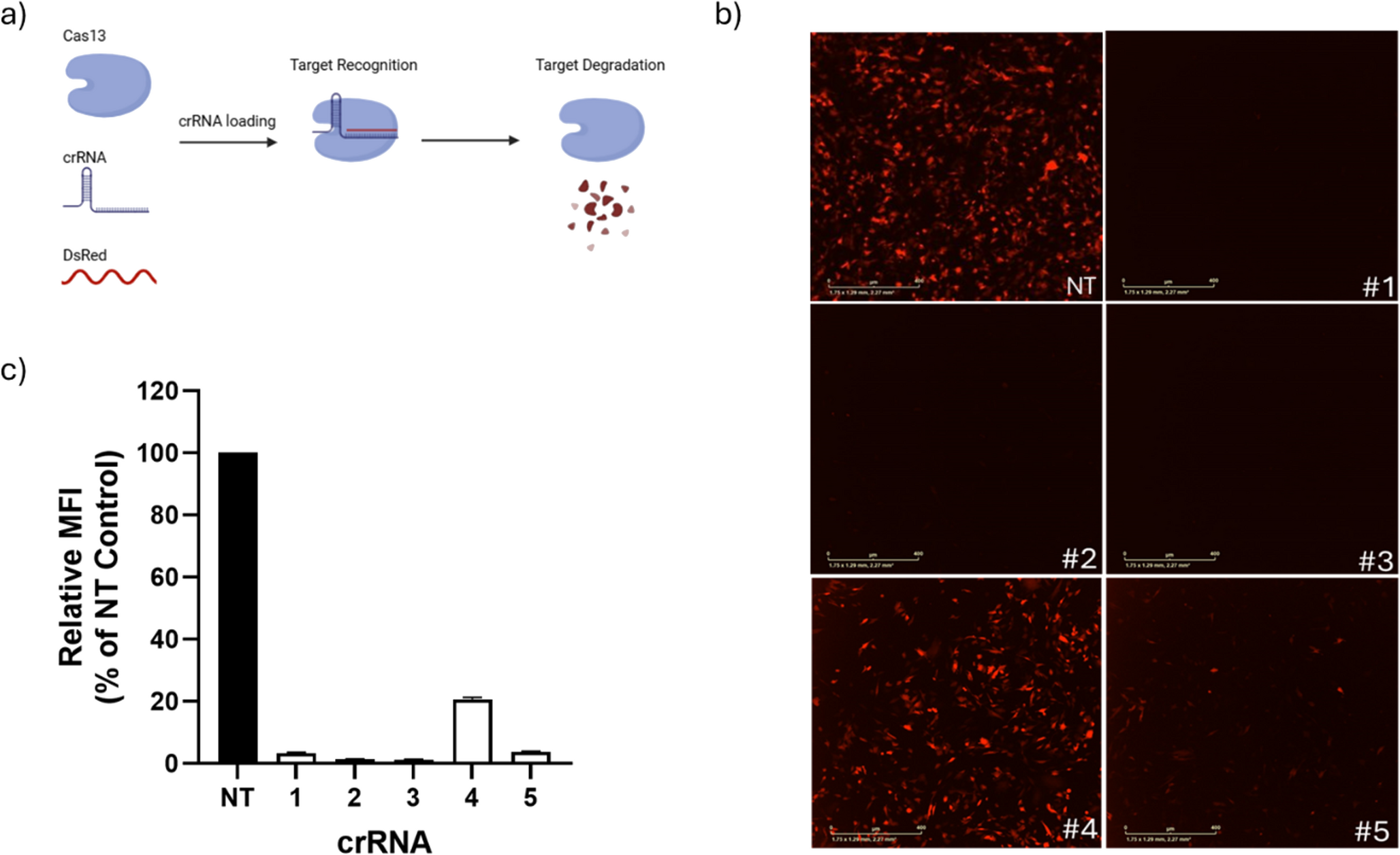Systematic evaluation of CrRNA design parameters for optimized Cas13d-mediated RNA targeting in chicken cells