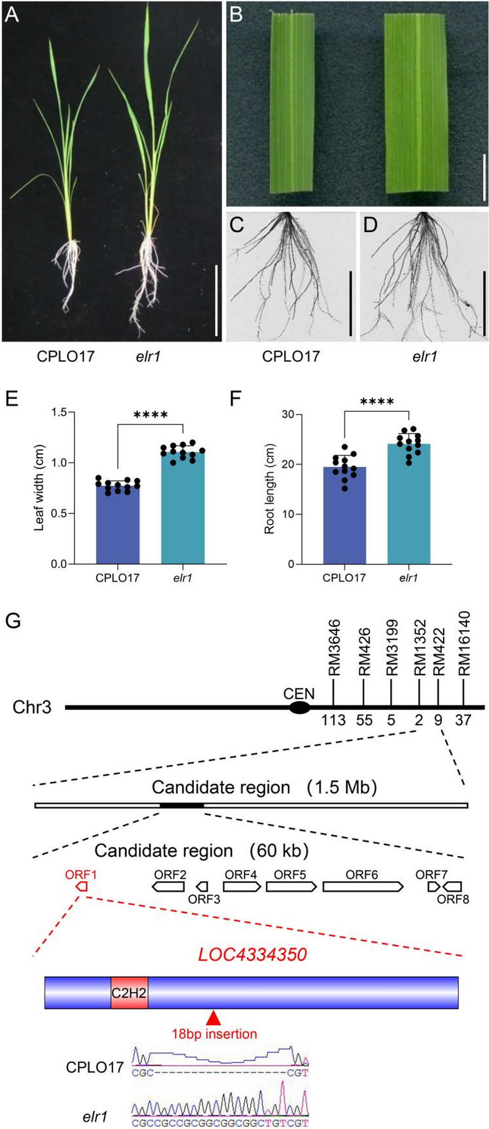 The C2H2 Zinc-Finger protein ELR1 negatively regulates cytokinin metabolism and signaling pathway in rice