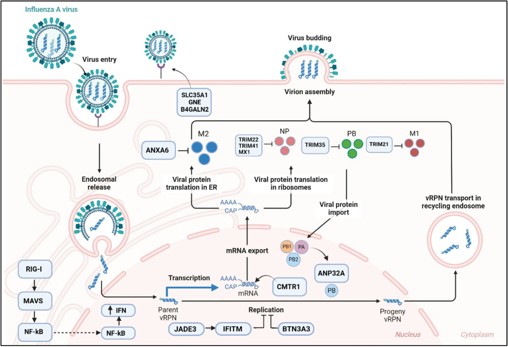 Genetic strategies for avian influenza resilience in poultry: from host-pathogen interaction studies to precision breeding