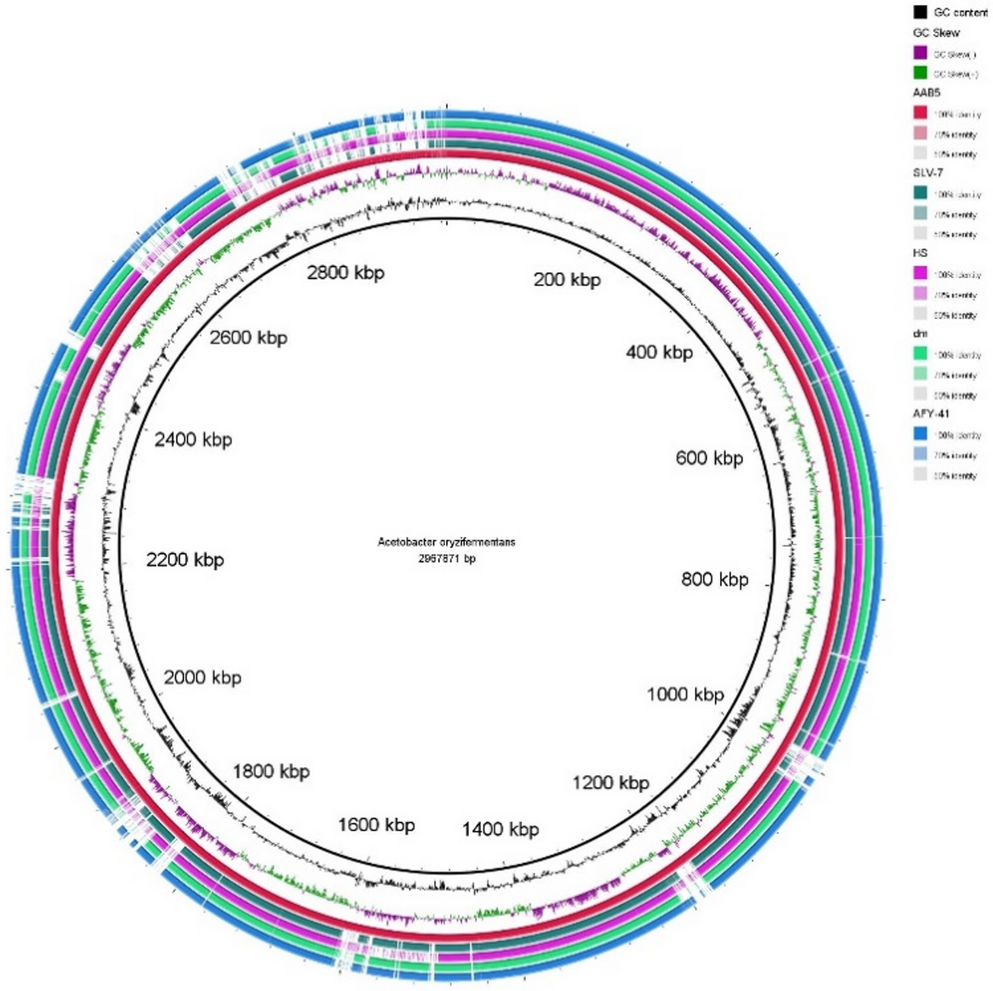 Functional genomics of a food-related thermotolerant  strain AAB5: genetic determinants of stress response, CAZyme repertoire, and CRISPR-Cas system