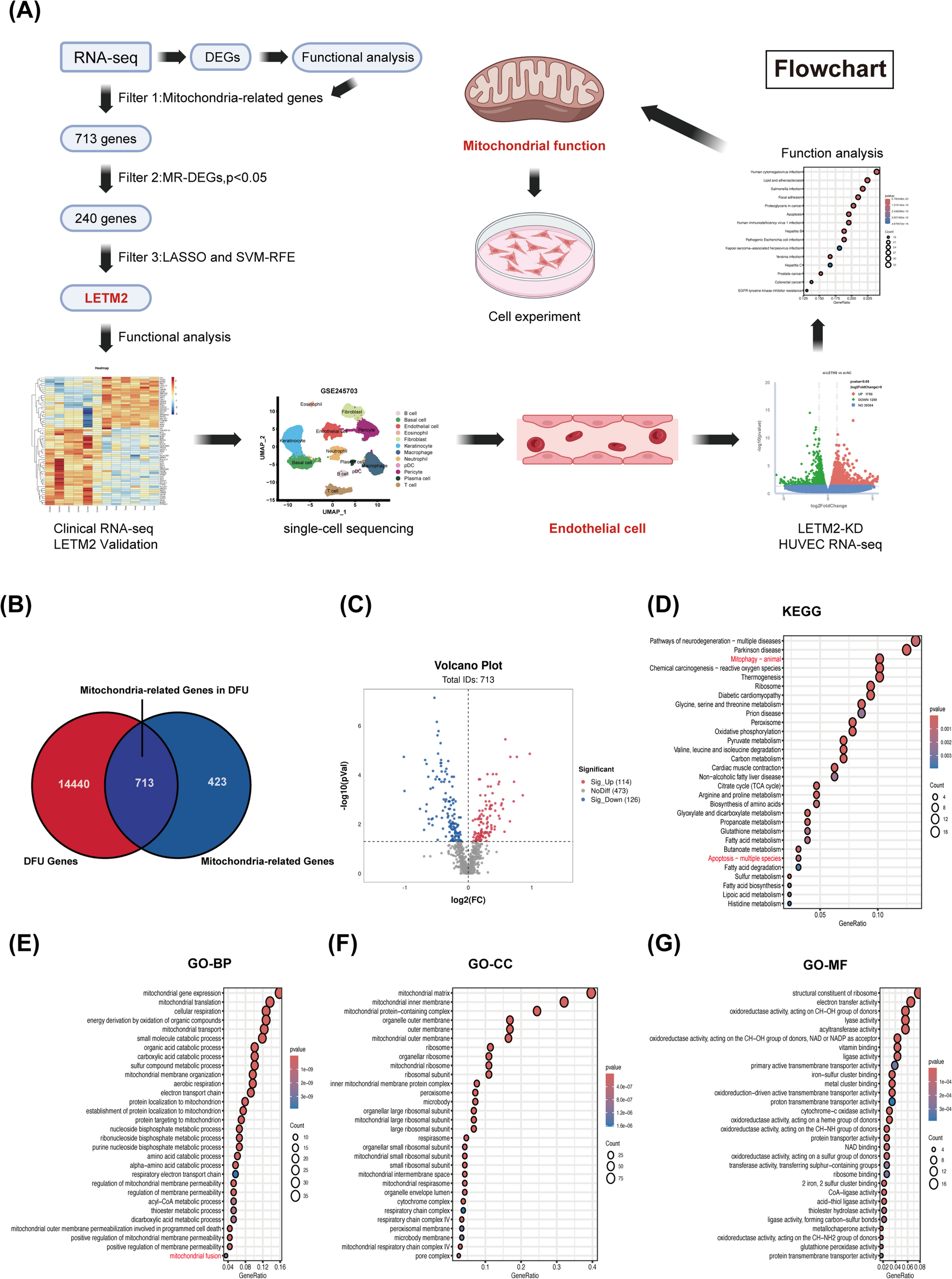 LETM2 regulates mitochondrial function and autophagy in diabetic foot ulcers: implications for oxidative stress and therapeutic targeting