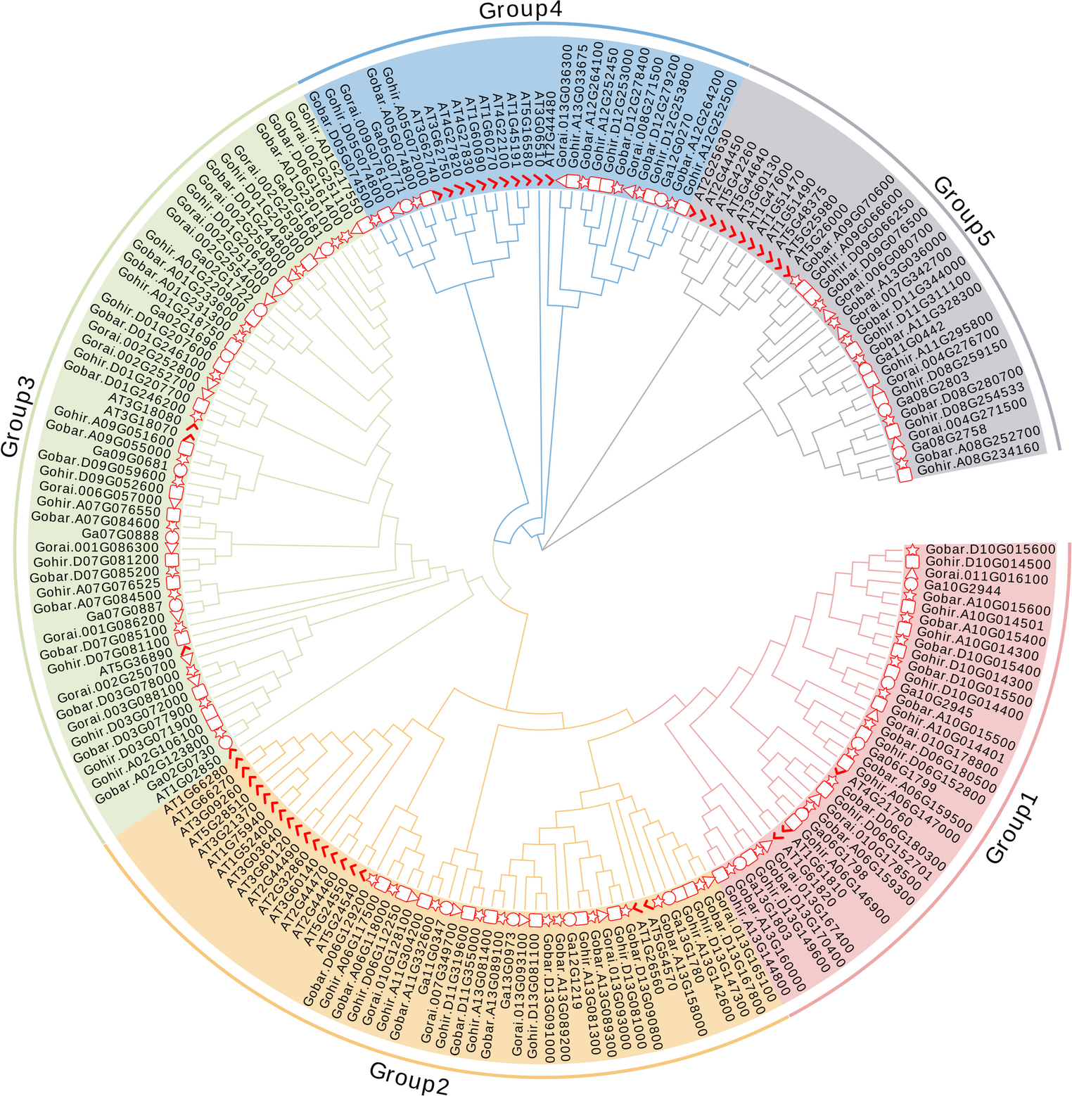 Genome-wide analysis and functional validation of the GH1 gene family in cotton under salt stress