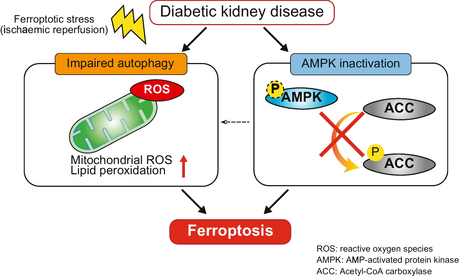 Defective autophagy and AMPK inactivation drive ferroptosis in diabetic kidney disease