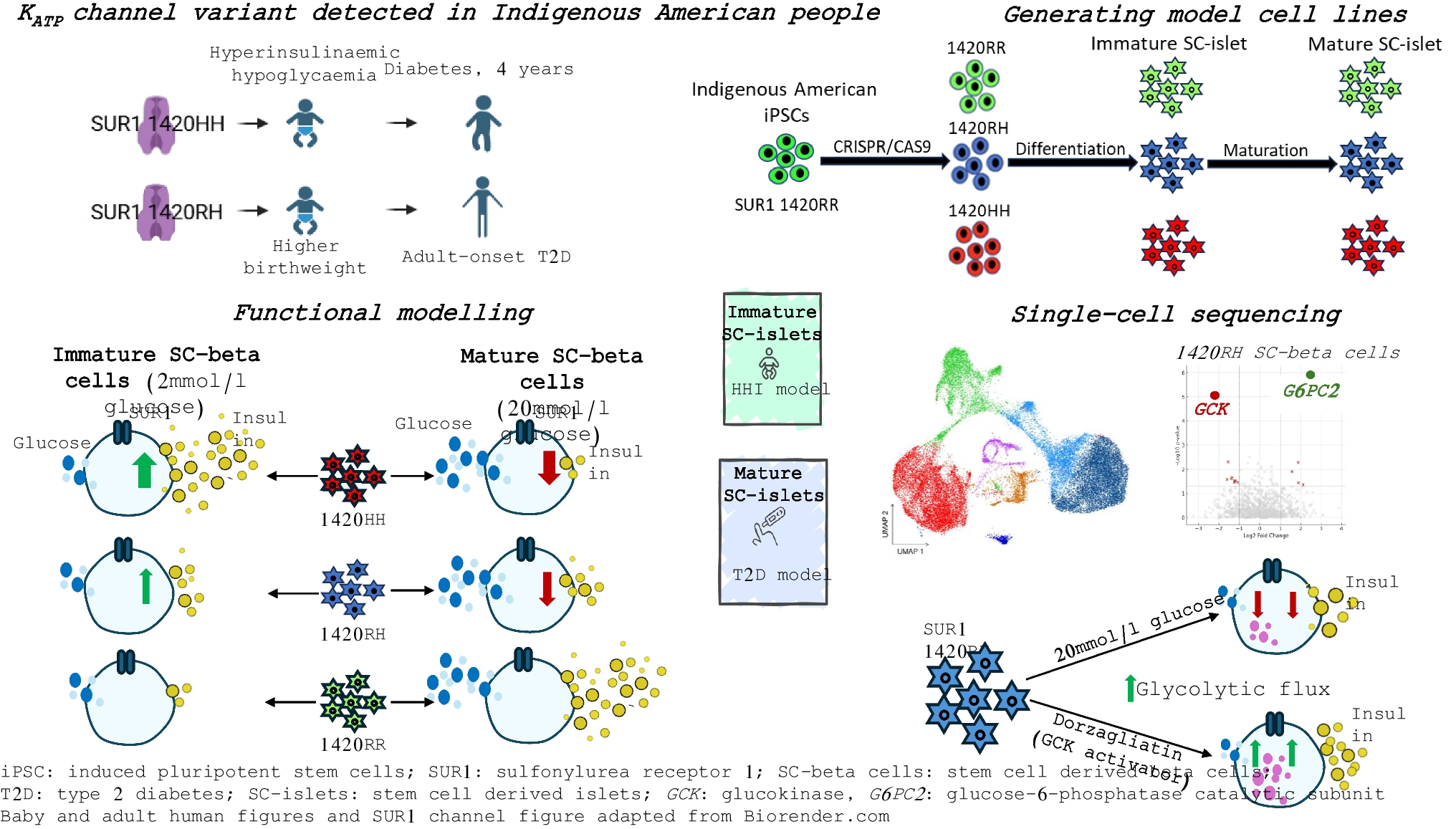 Modelling the effects of human SUR1 R1420H variation on insulin secretory function using isogenic iPSC-derived pancreatic islets