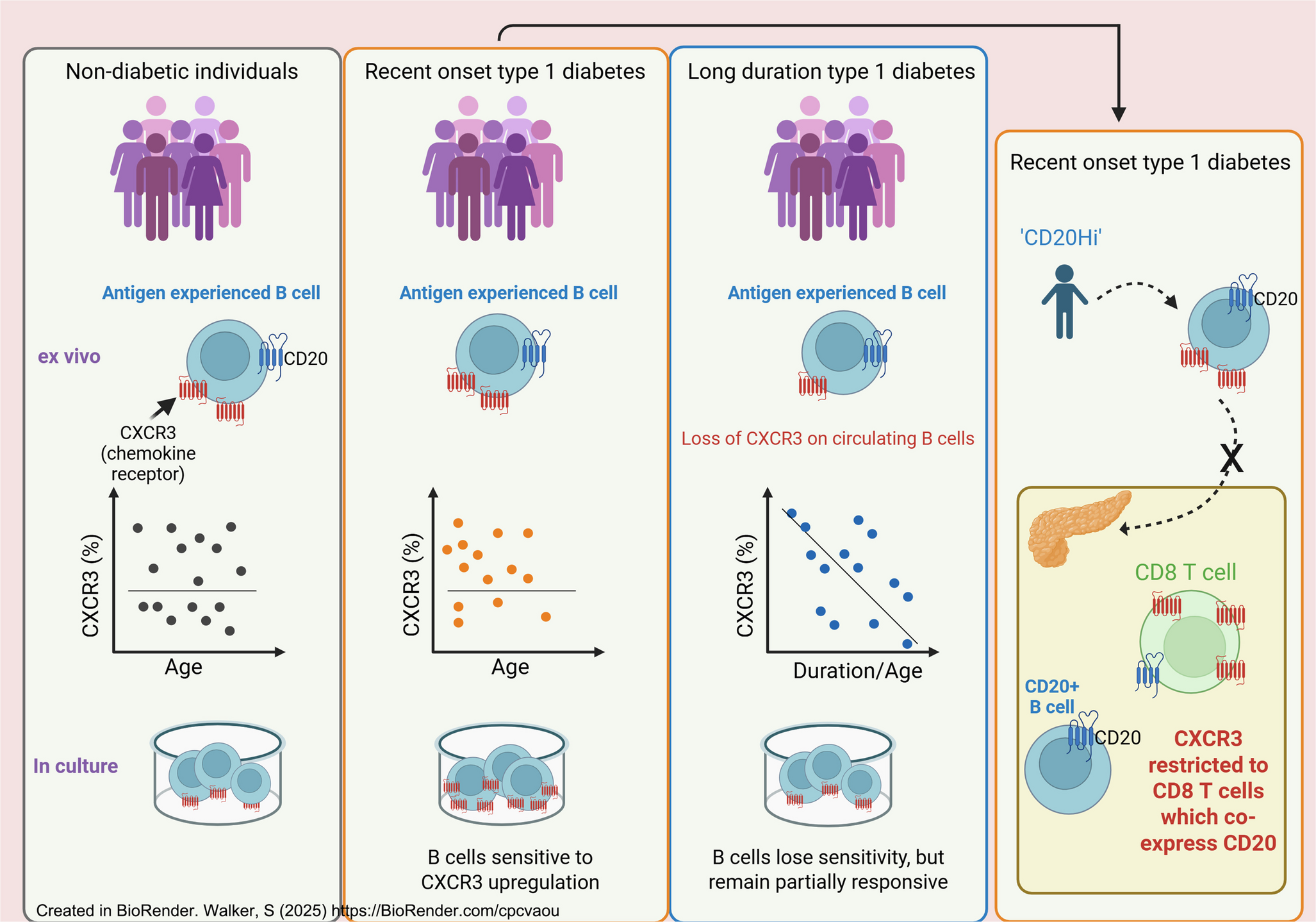 CXCR3 expression on antigen-experienced B cells is systemically dysregulated in type 1 diabetes
