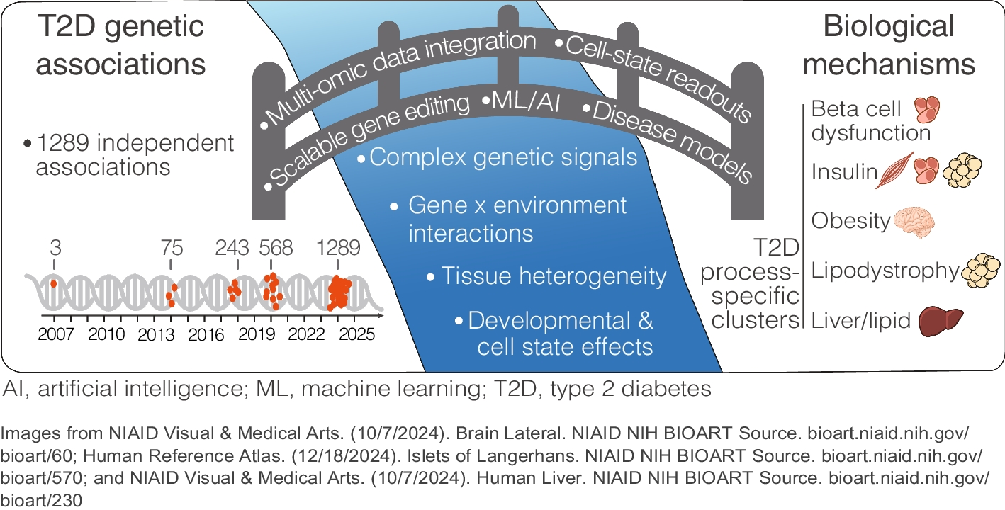 Bridging the variant-to-function gap in type 2 diabetes: advances and challenges