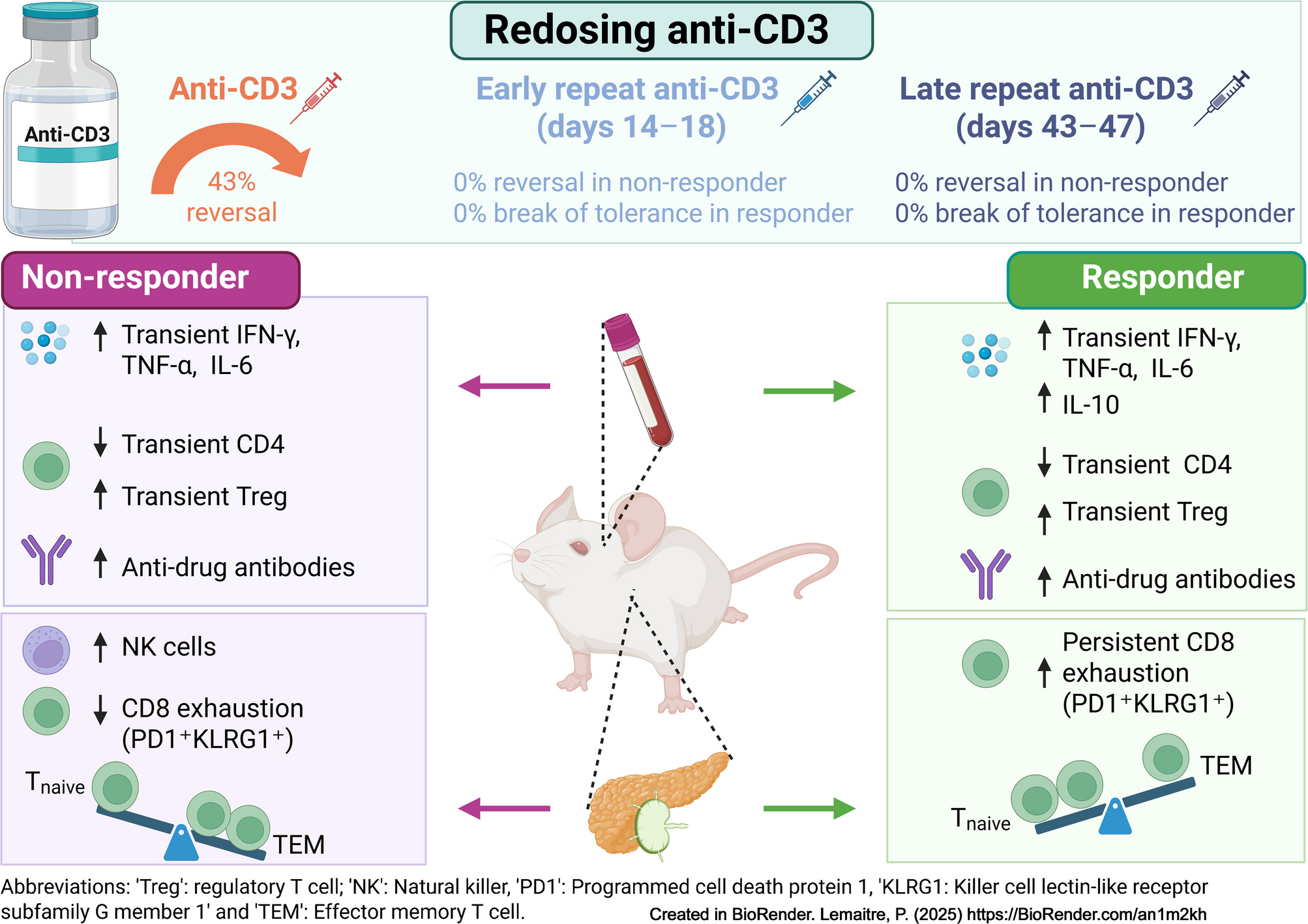 Redosing of anti-CD3 antibodies in NOD mice with new-onset diabetes does not alter the effect of a single treatment course