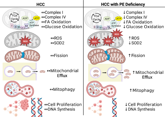 Targeting mitochondrial phosphatidylethanolamine alters mitochondrial metabolism and proliferation in hepatocellular carcinoma