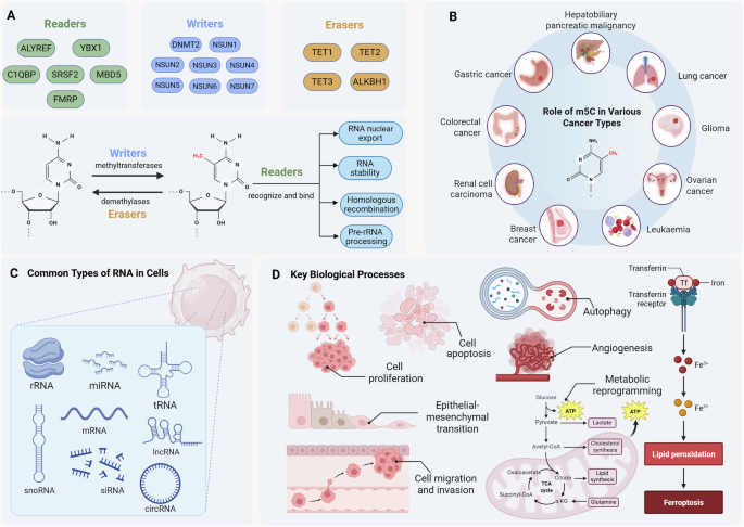 RNA m5C methylation in cancer: mechanisms and biological impact