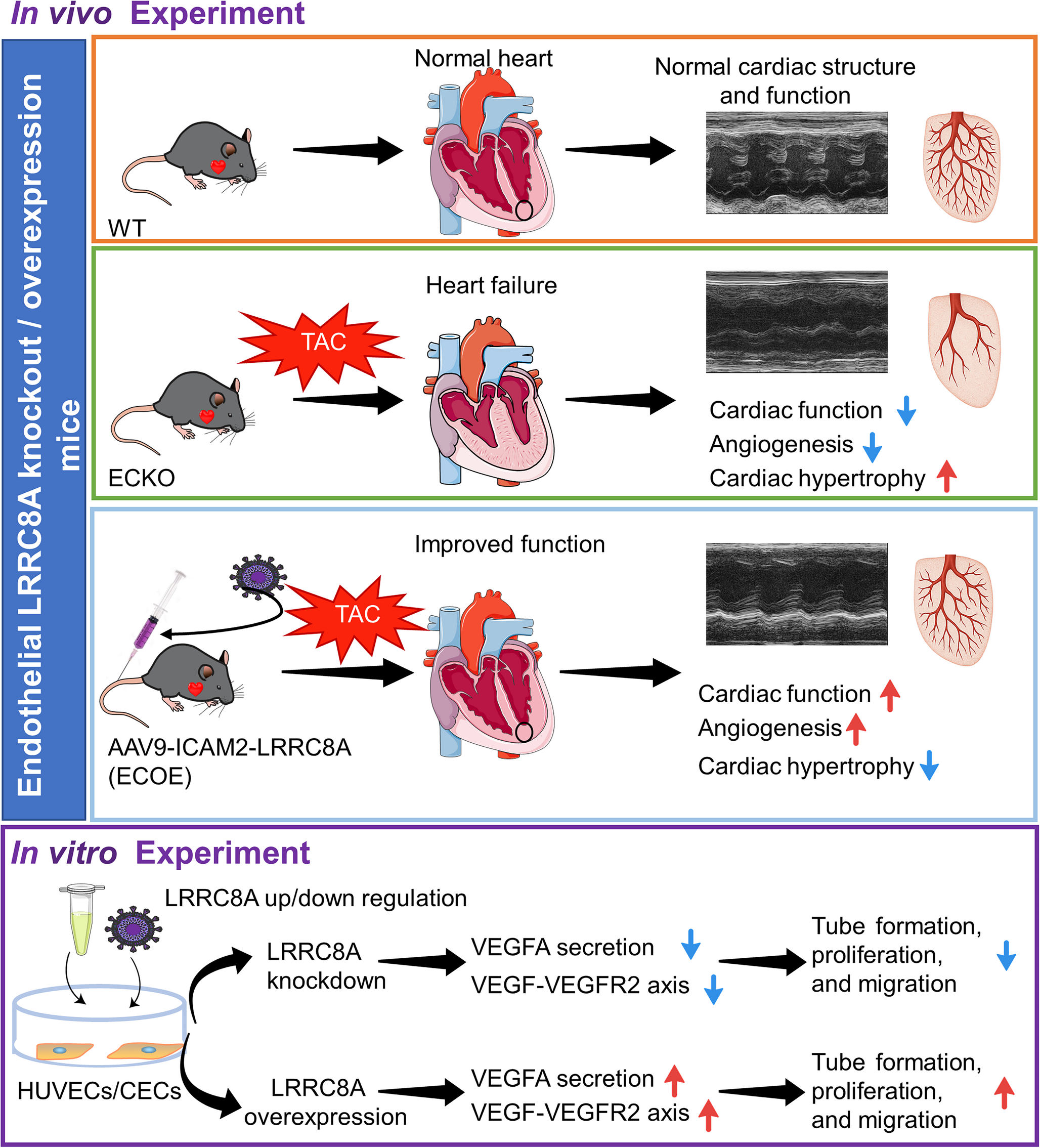 Endothelial LRRC8A mitigates pressure overload-induced cardiac hypertrophy by promoting coronary angiogenesis