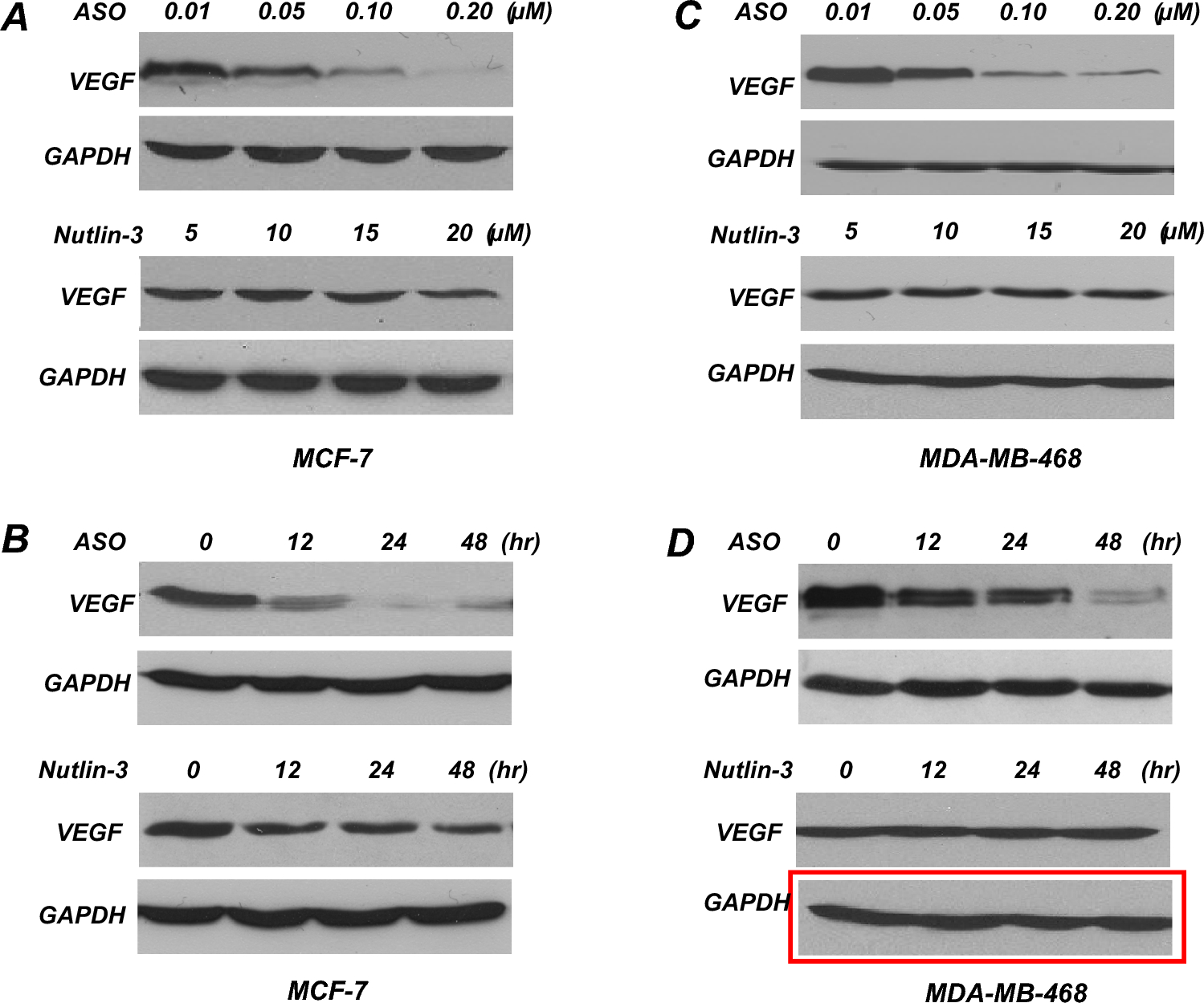 Correction: Effects of MDM2 inhibitors on vascular endothelial growth factor-mediated tumor angiogenesis in human breast cancer