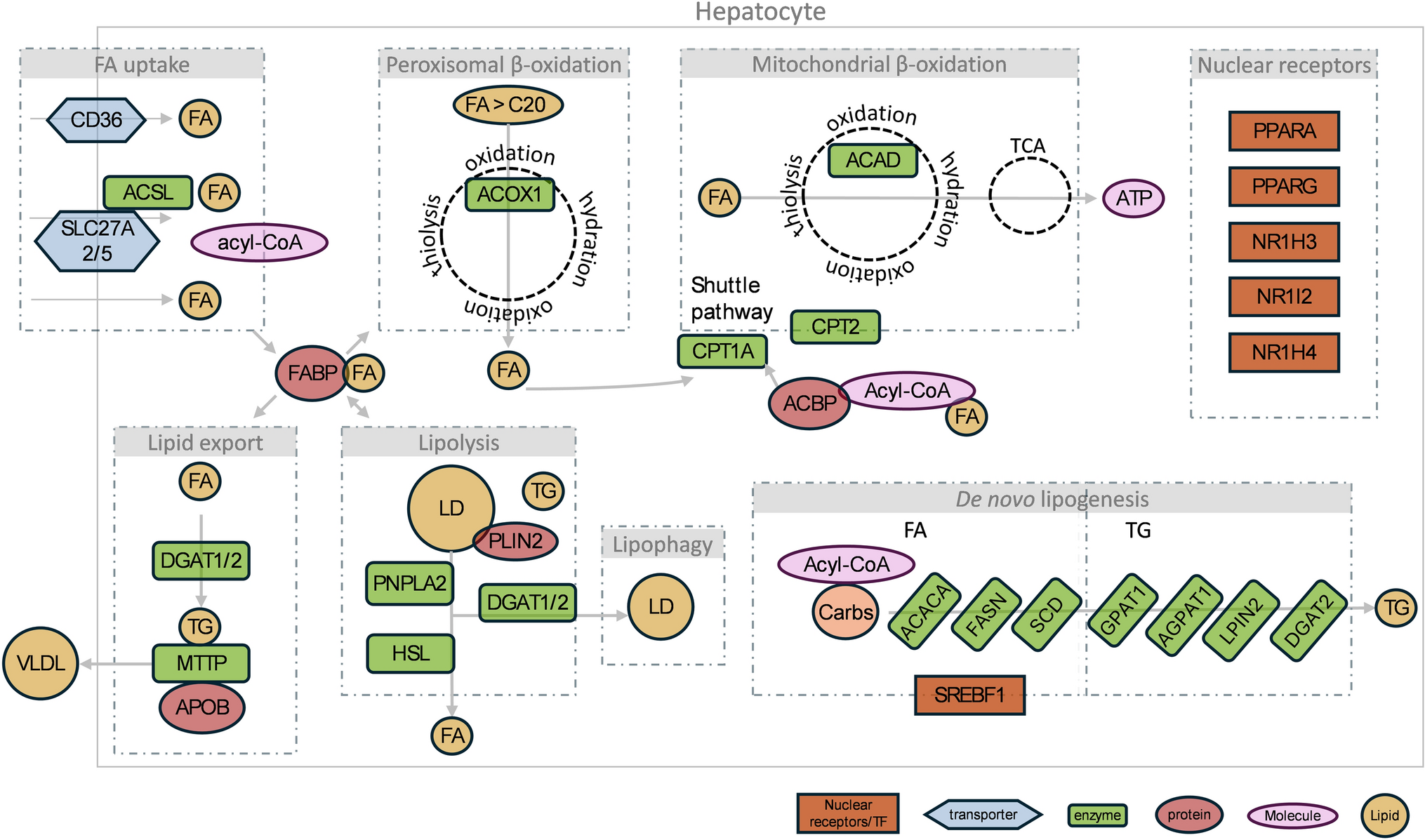 Mechanism-based new approach methodologies for in vitro detection of chemical-induced liver steatosis
