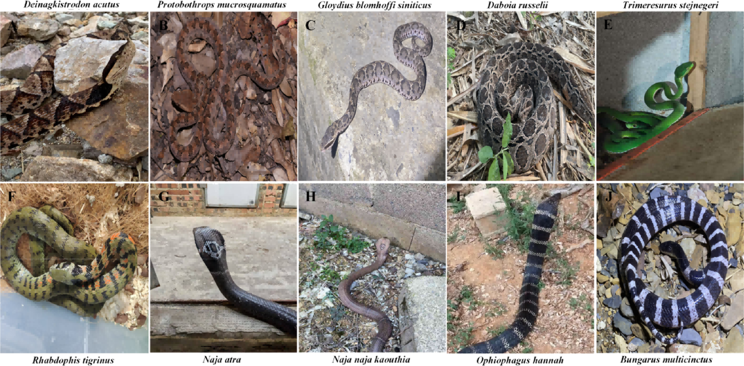 Toxicological profiling of venoms from ten major Chinese snakes: a mass spectrometry-based proteomic and multiroute assessment