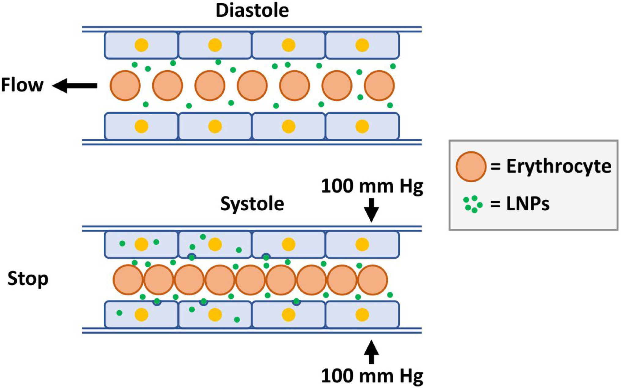 SARS-CoV-2 mRNA vaccines: unresolved mechanisms of myocardial damage