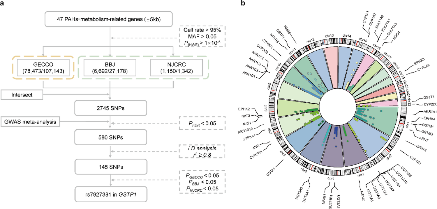 Cross-ancestry meta-analysis identifies a  variant in the polycyclic aromatic hydrocarbons metabolism-related pathway contributing to colorectal cancer susceptibility