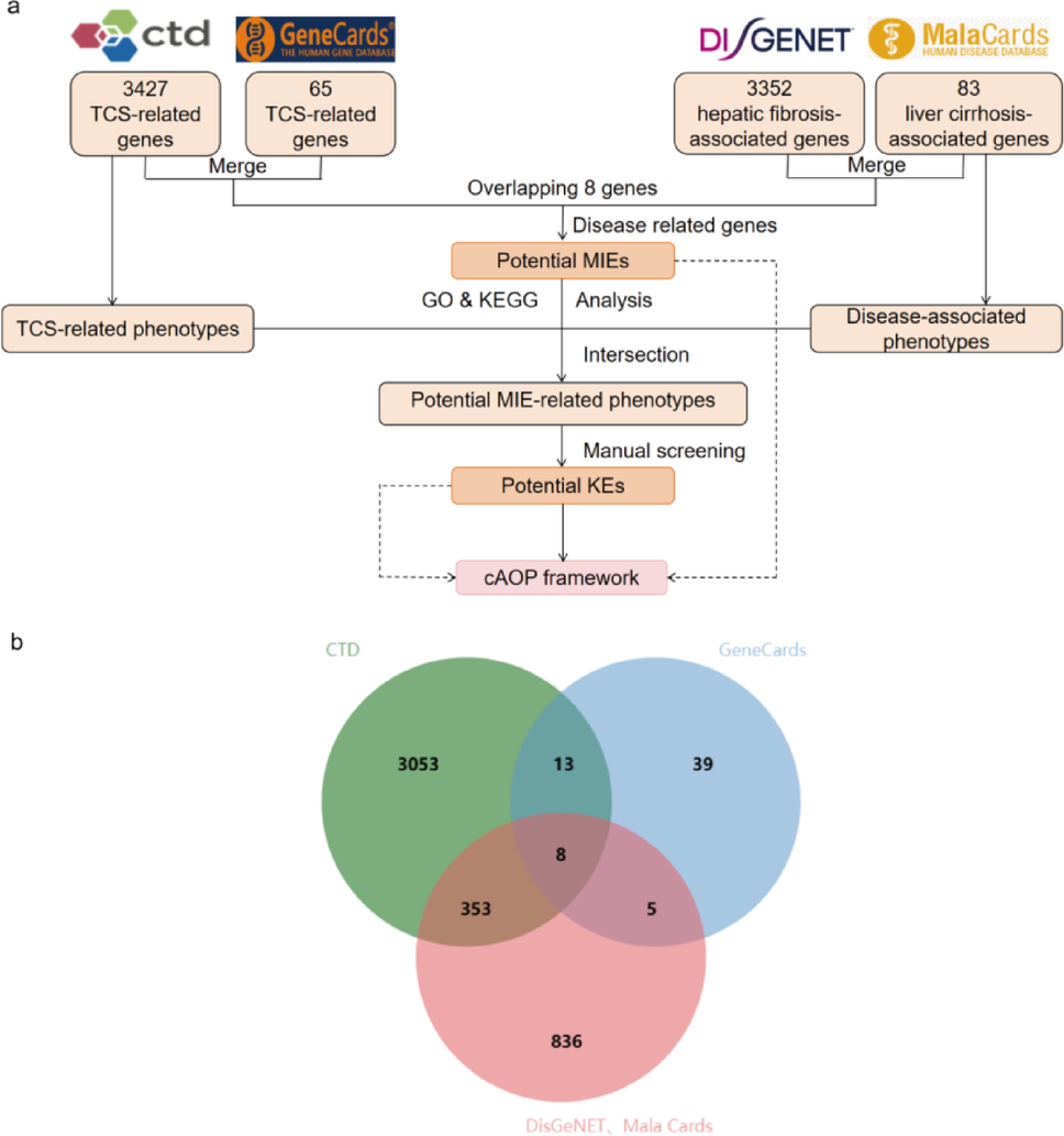 Mechanism of liver fibrosis induced by life-long triclosan exposure in offspring rats: an adverse outcome pathway framework validated by in vivo and in vitro experiments