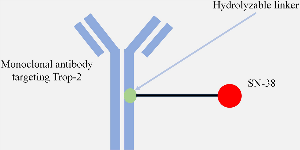 Sacituzumab Govitecan in the Treatment of Triple-Negative Breast Cancer: Present and Future