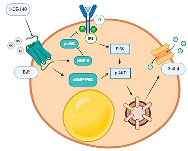 Kinin receptors in adipose tissue: drivers of inflammation and metabolic dysfunction in obesity