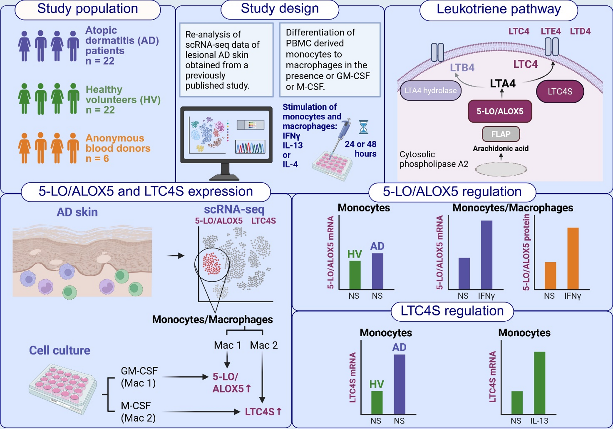 Differential regulation of 5-lipoxygenase and leukotriene-C4-synthase expression by IFNγ, IL-4 and IL-13 in human monocytes and macrophages from patients with atopic dermatitis