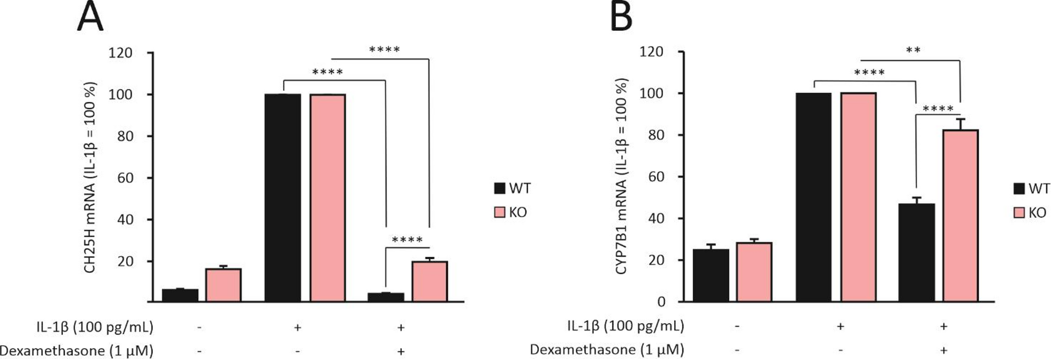 Dexamethasone regulates gene expression in chondrocytes through MKP-1 and downregulates cholesterol hydroxylases CH25H and CYP7B1