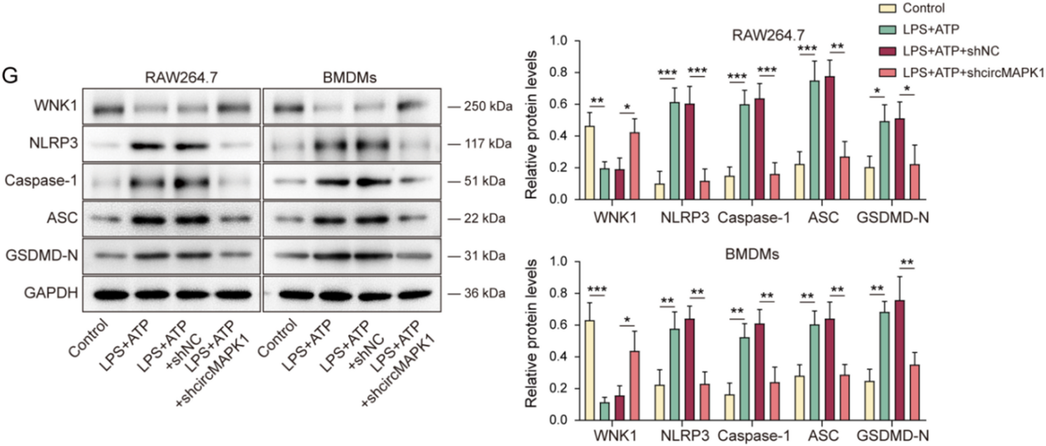 Commentary on “CircMAPK1 induces cell pyroptosis in sepsis-induced lung injury by mediating KDM2B mRNA decay to epigenetically regulate WNK1”