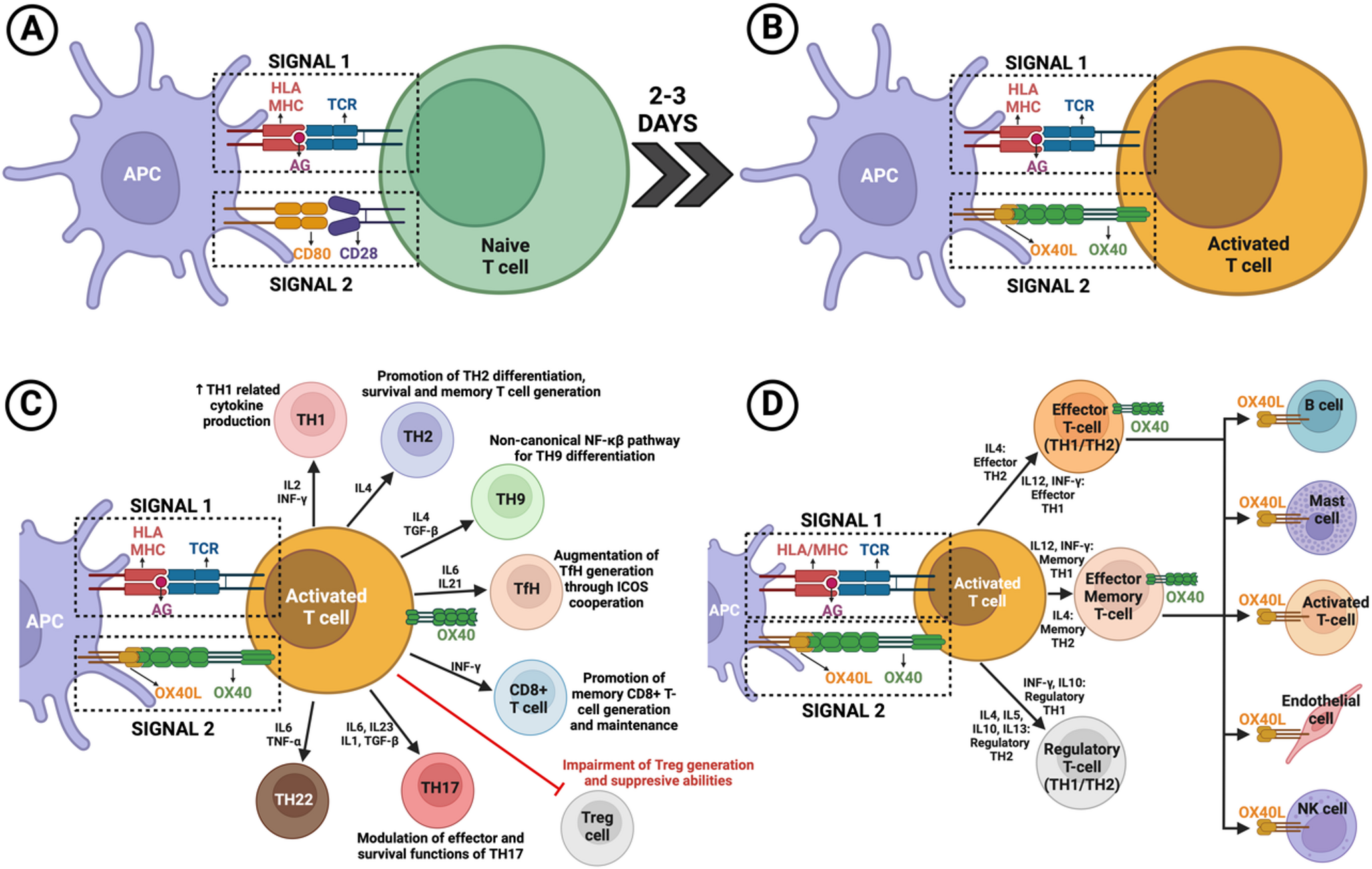 The OX40-OX40L Co-stimulatory pathway in dermatology: emerging frontiers for therapeutic approaches