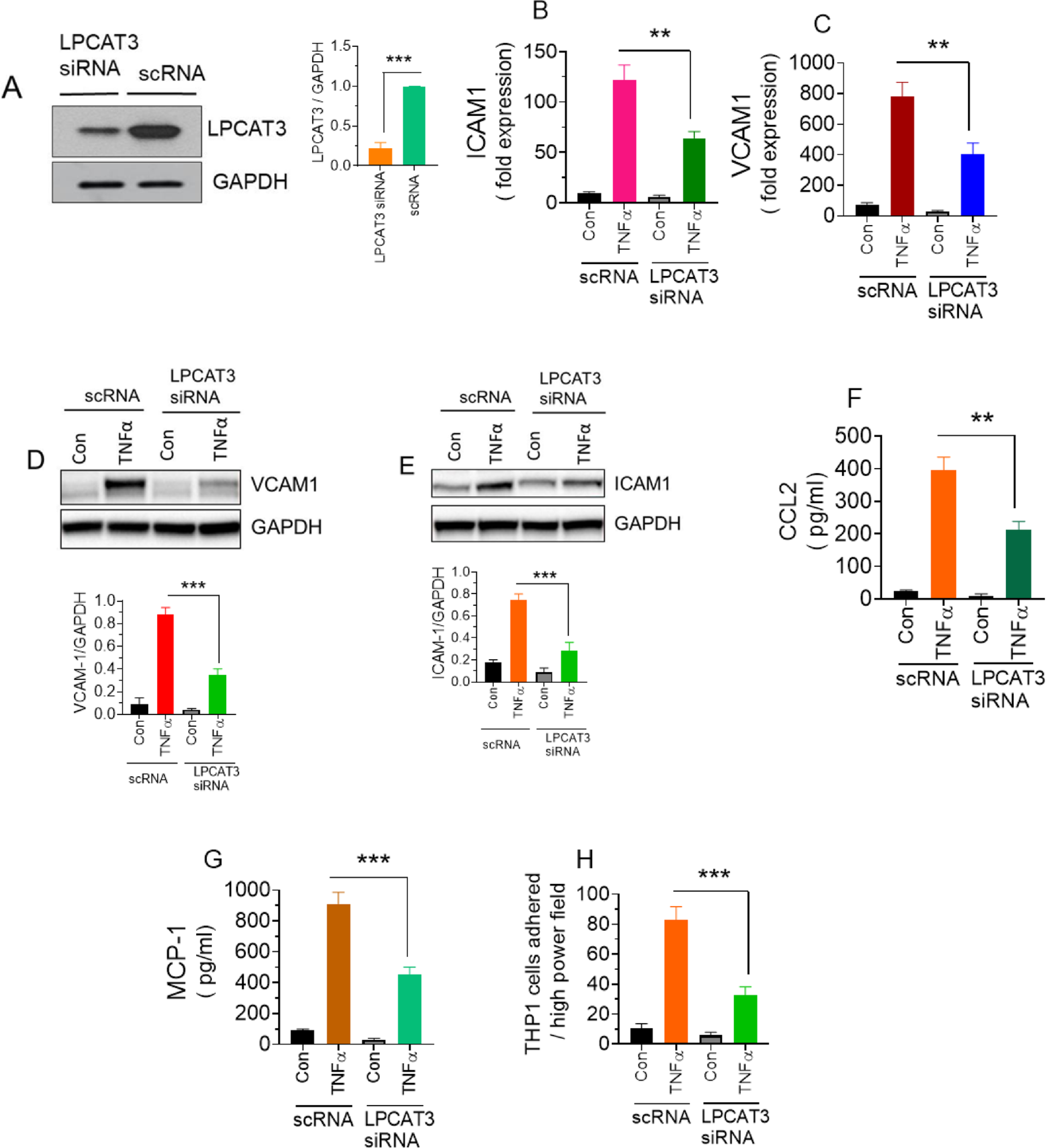 LPCAT3—dependent remodeling of the phospholipids and lipid rafts is essential for vascular proinflammatory signaling and the development of atherosclerosis
