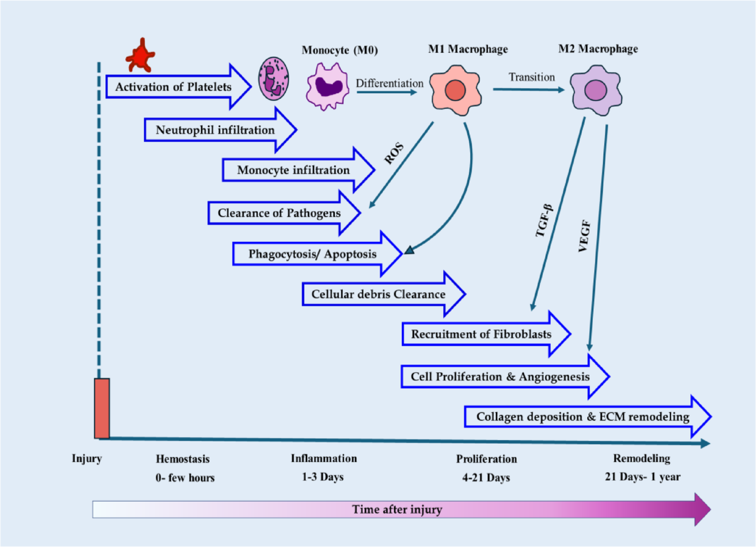 Regulation of macrophage transcriptional dynamics during acute and chronic wound repair