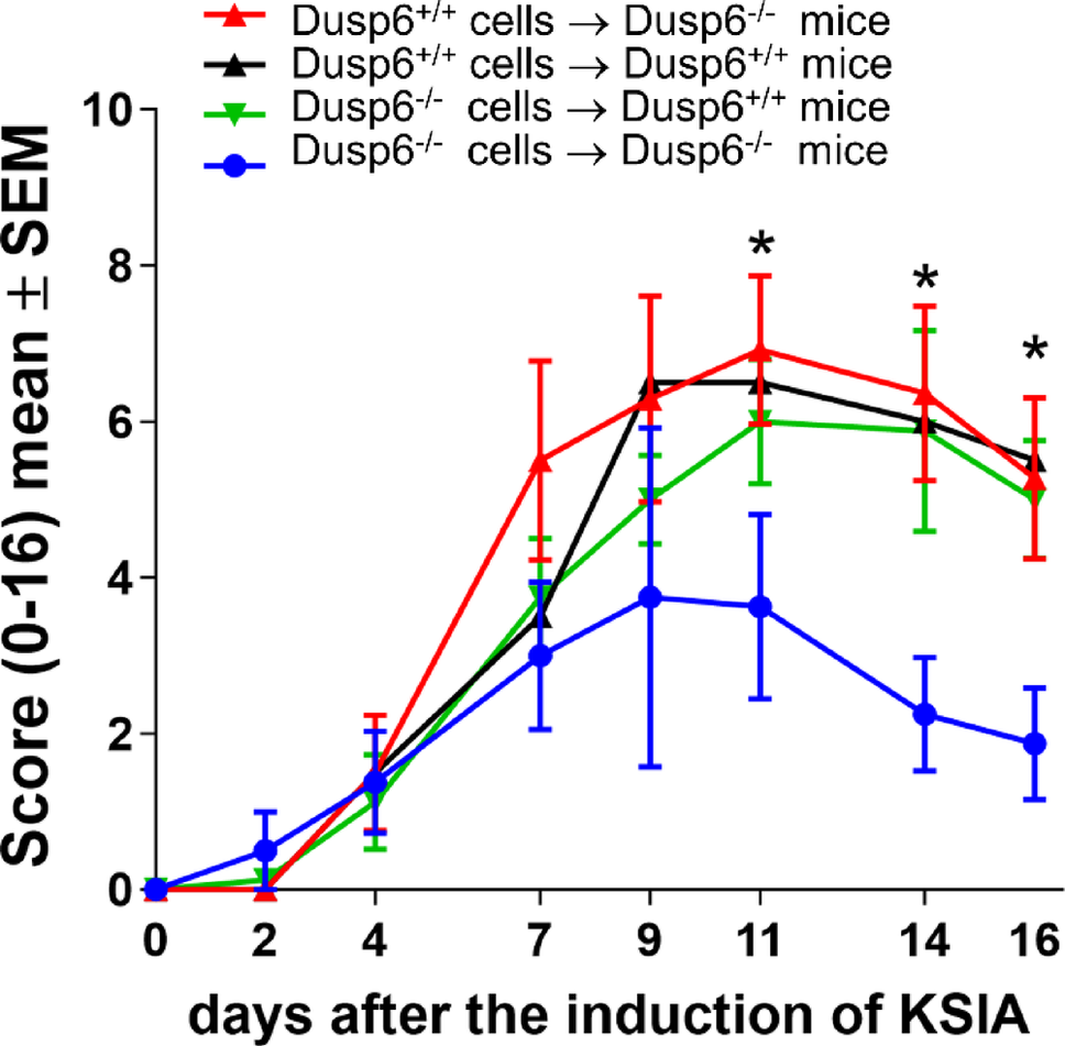 Arthritogenicity of CD11b + Gr1 + myeloid cells is dependent on dual specificity phosphatase 6 (DUSP6)