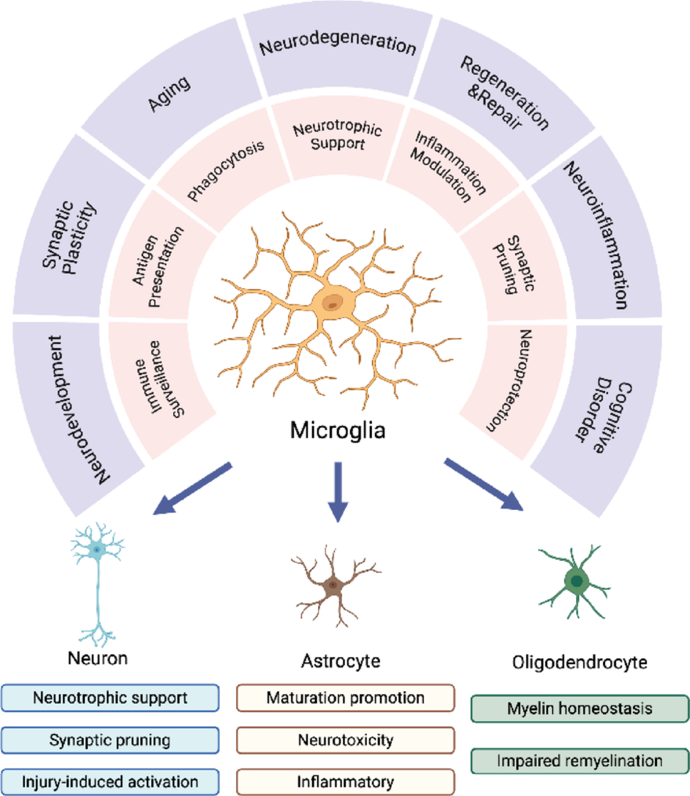 Post-translational modifications regulating microglial inflammation in central nervous system disorders: a review