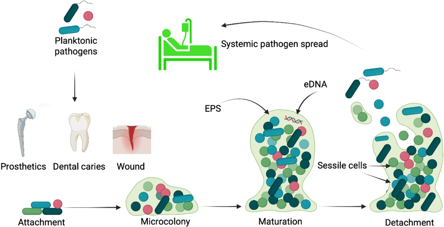 Regulation and Therapeutic Intervention of Bacterial Biofilms