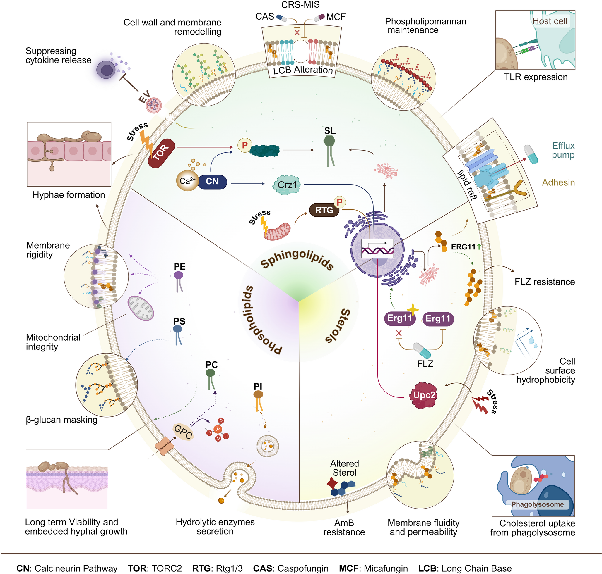 Yeast Lipids: Emerging Key Players in Antifungal Resistance and Pathogenesis
