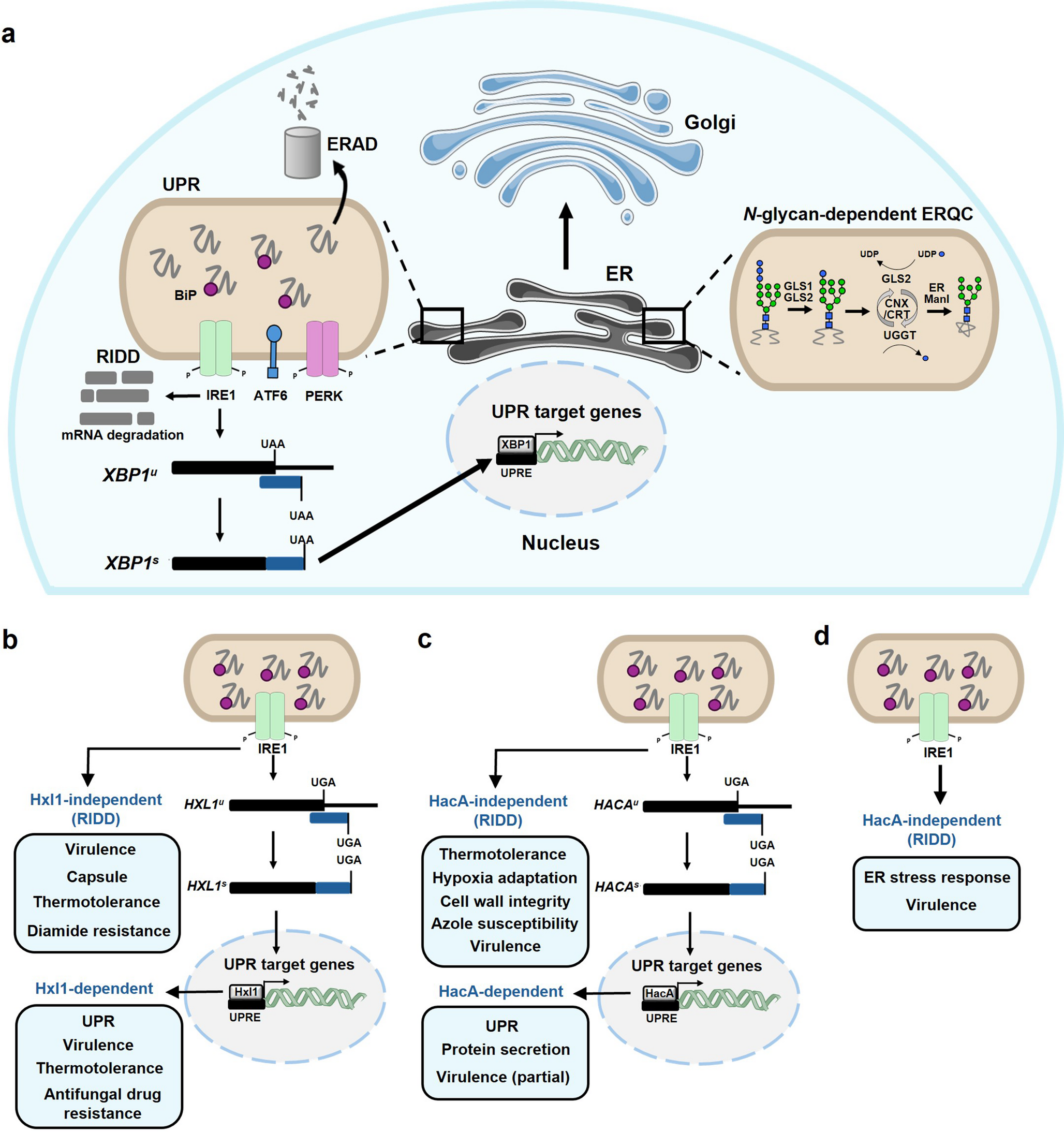 Unfolded Protein Response: a Key Coordinator of Endoplasmic Reticulum Stress and Pathogenicity in Human Fungal Pathogens