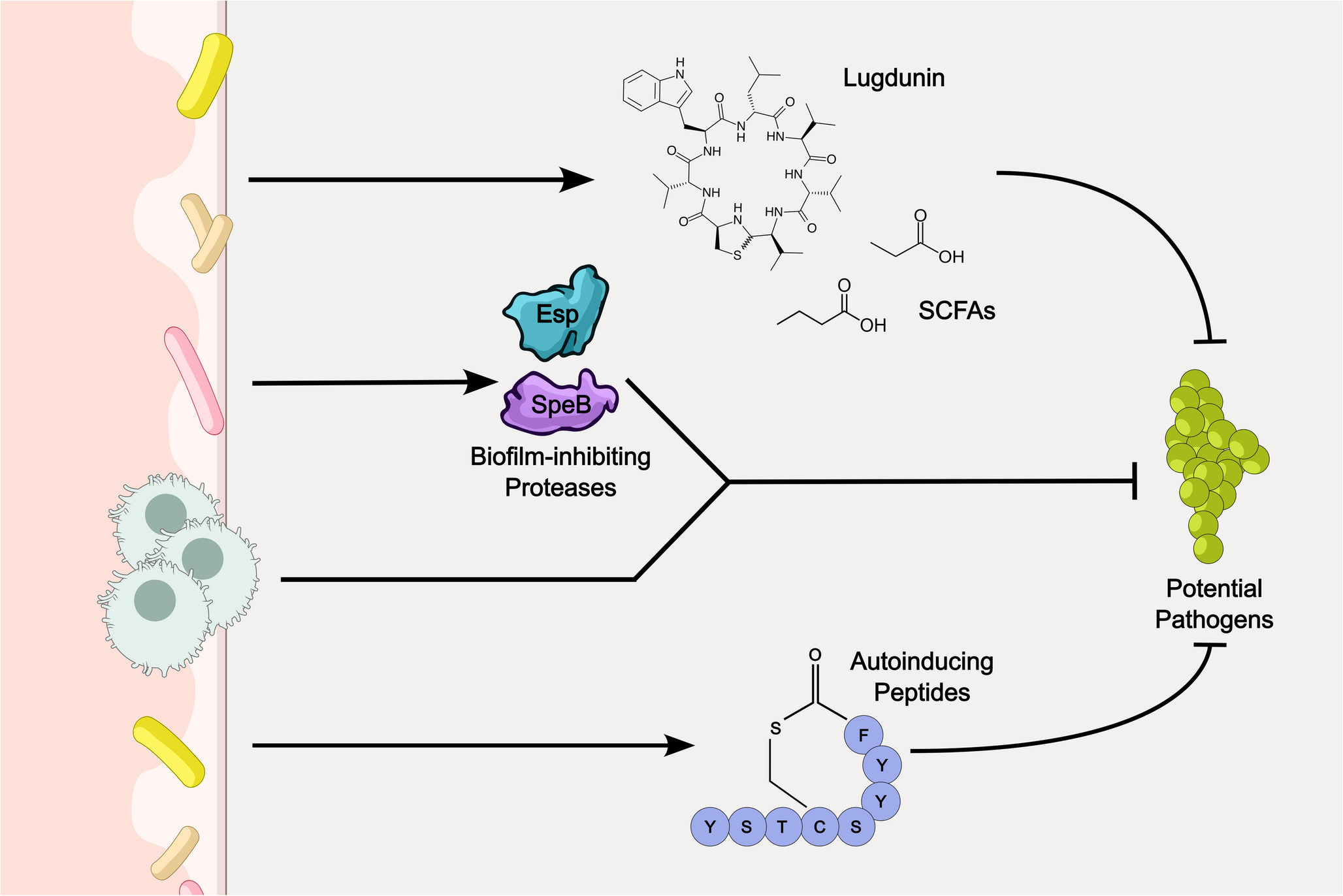Skin Sentinels: Defensive Effector Molecules Produced by the Skin Microbiome