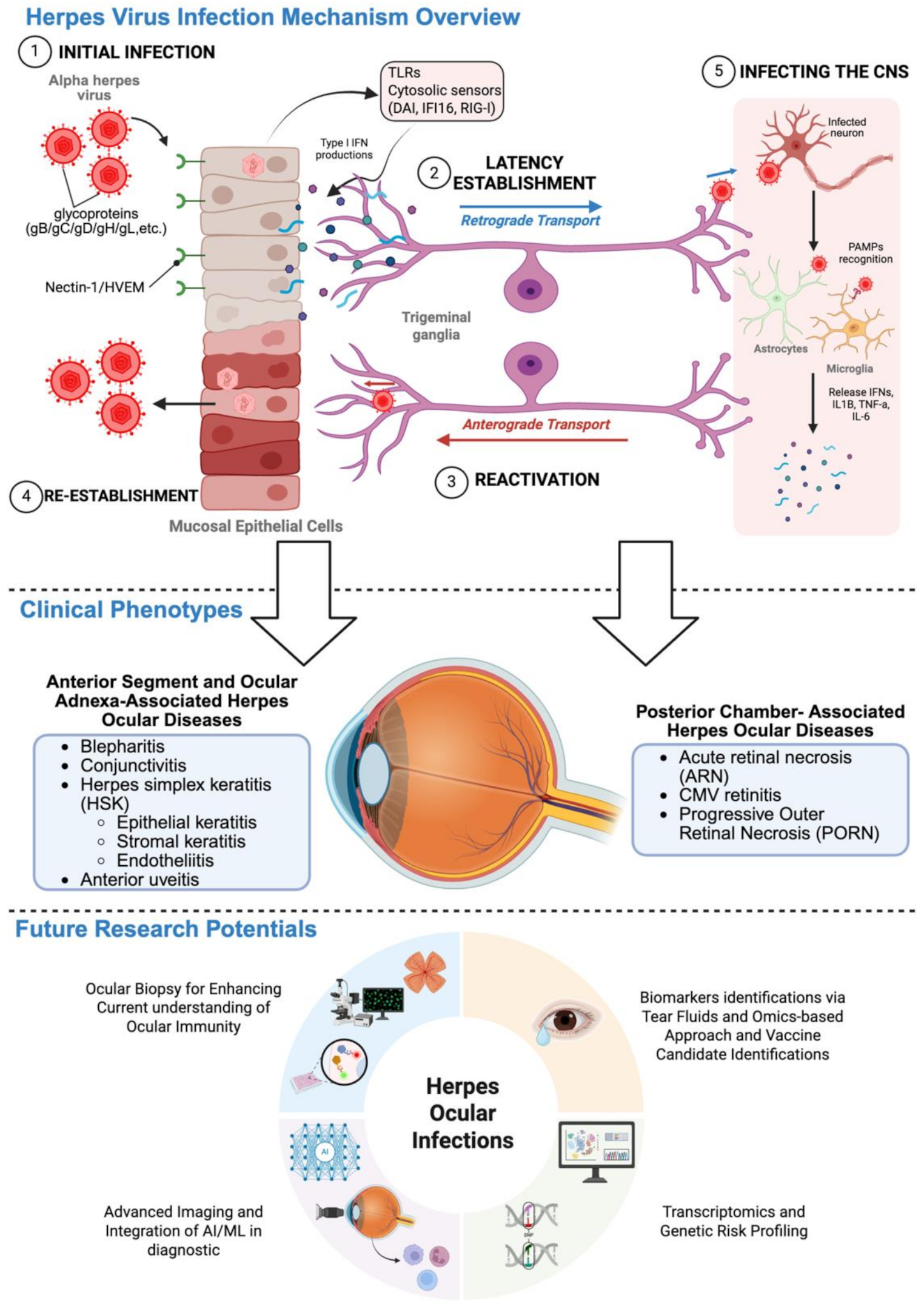 Seeing Through the Layers: Clinical, Immunological, and Diagnostic Advances in Ocular Herpesvirus Infections