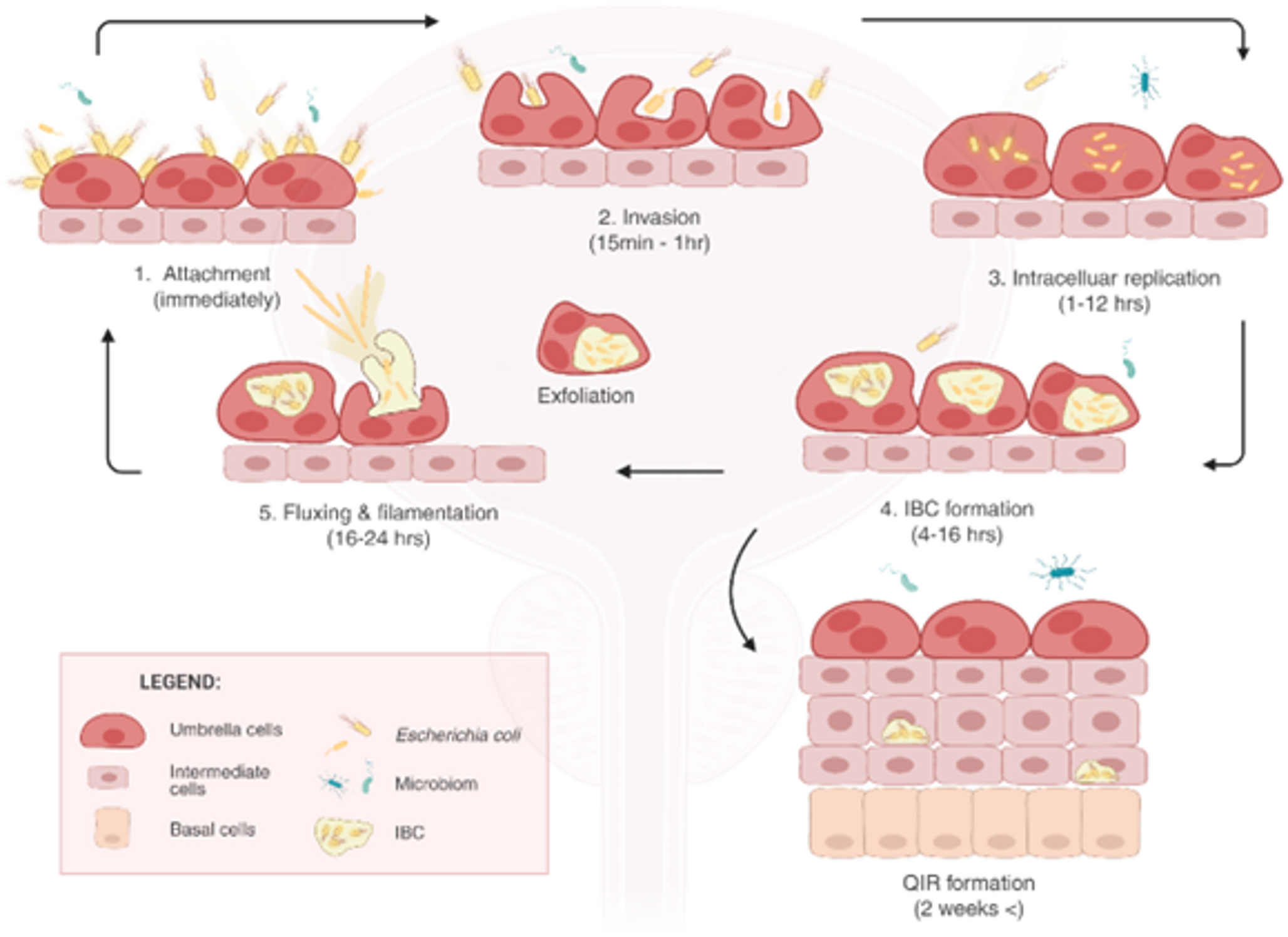 The Role of Intracellular Bacterial Communities of Uropathogenic  in Chronic Urinary Tract Infection and New Therapeutic Ideas