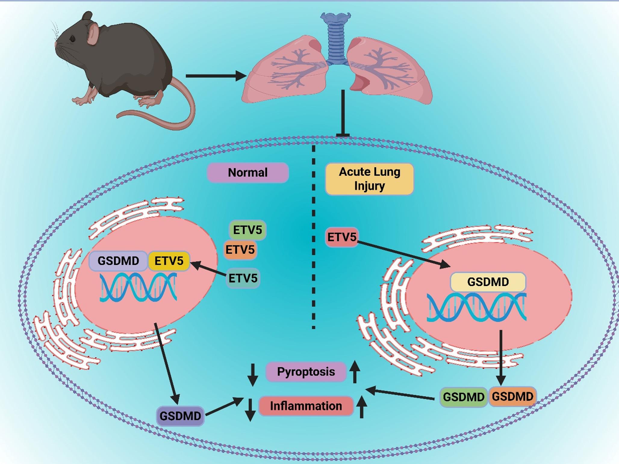 Targeting gasdermin D–mediated pyroptosis: a precision anti-inflammatory strategy for acute and chronic lung diseases